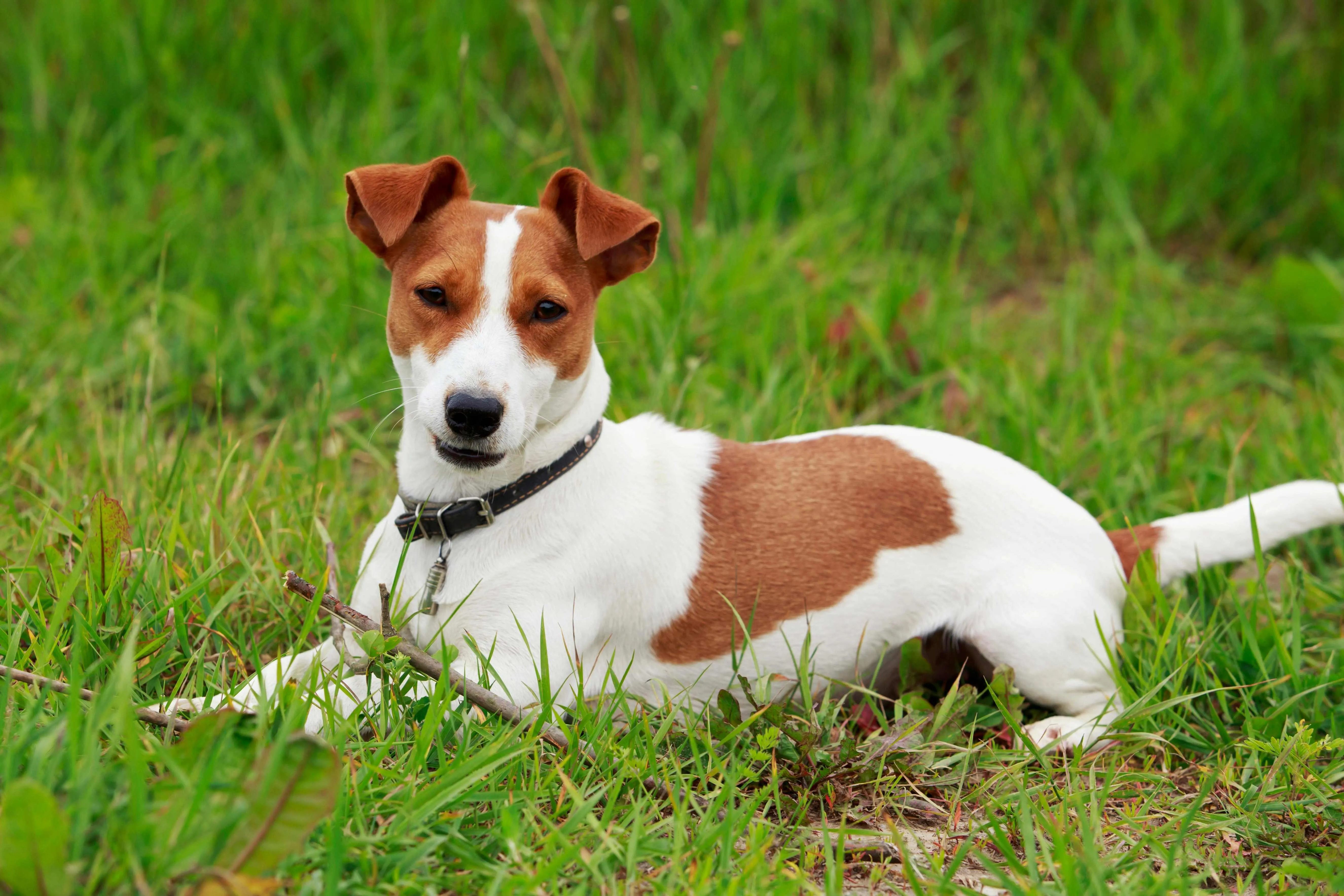 Brown white Jack Russell Terrier dog lies in green grass looking forward wearing a black collar