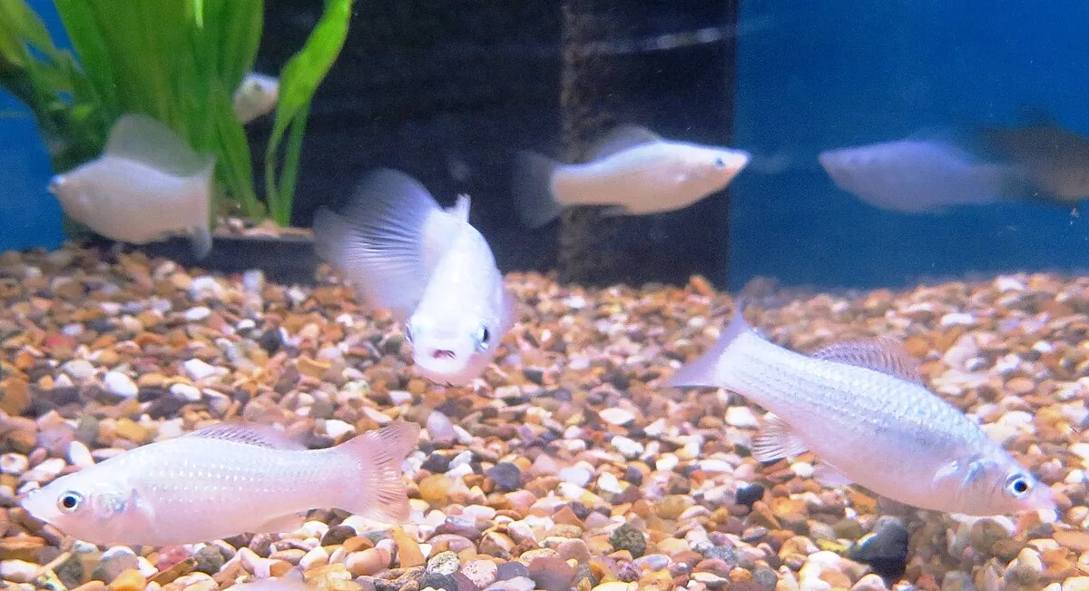 A group of pale white sailfin mollies swims above multi colored gravel in an aquarium