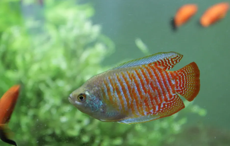 Bright orange and blue Dwarf Gourami swimming in planted freshwater aquarium