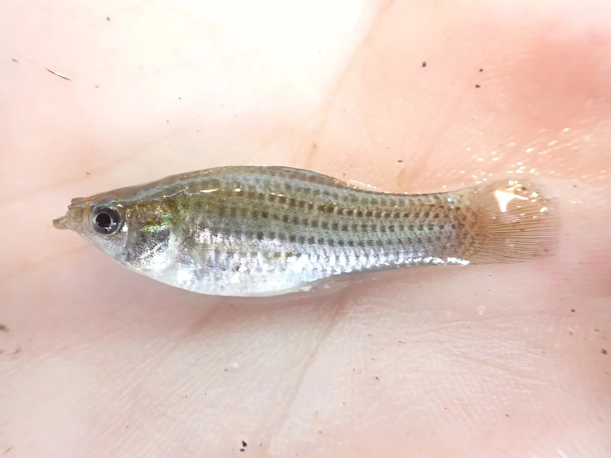 A silver grey sailfin molly fish with prominent scales rests in a light pink container