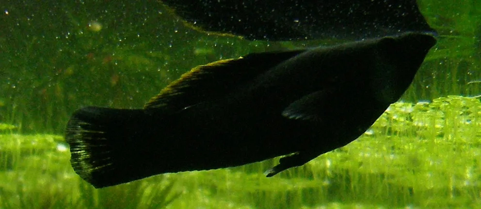 dark black molly fish with a slight golden sheen swims against a vibrant green background