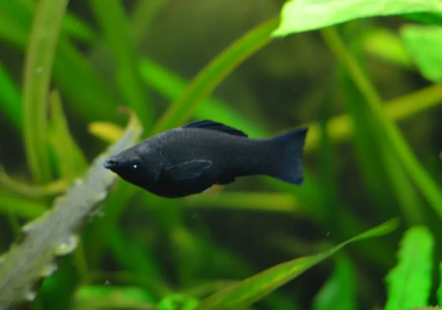 A dark brown black molly fish with red eyes swims near its reflection surrounded by green plants