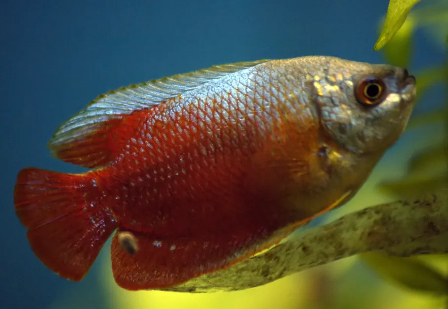 Vibrant red and blue Dwarf Gourami swimming near plant leaves in freshwater tank