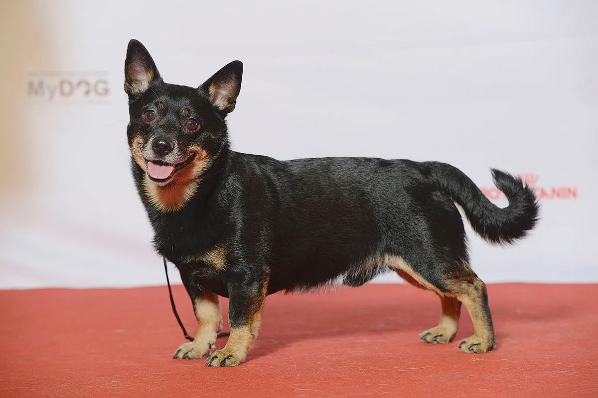 A small black and tan Lancashire Heeler with erect ears and a slightly curled tail