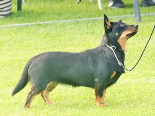 A small black and tan Lancashire Heeler with erect ears and a short tail stands in profile