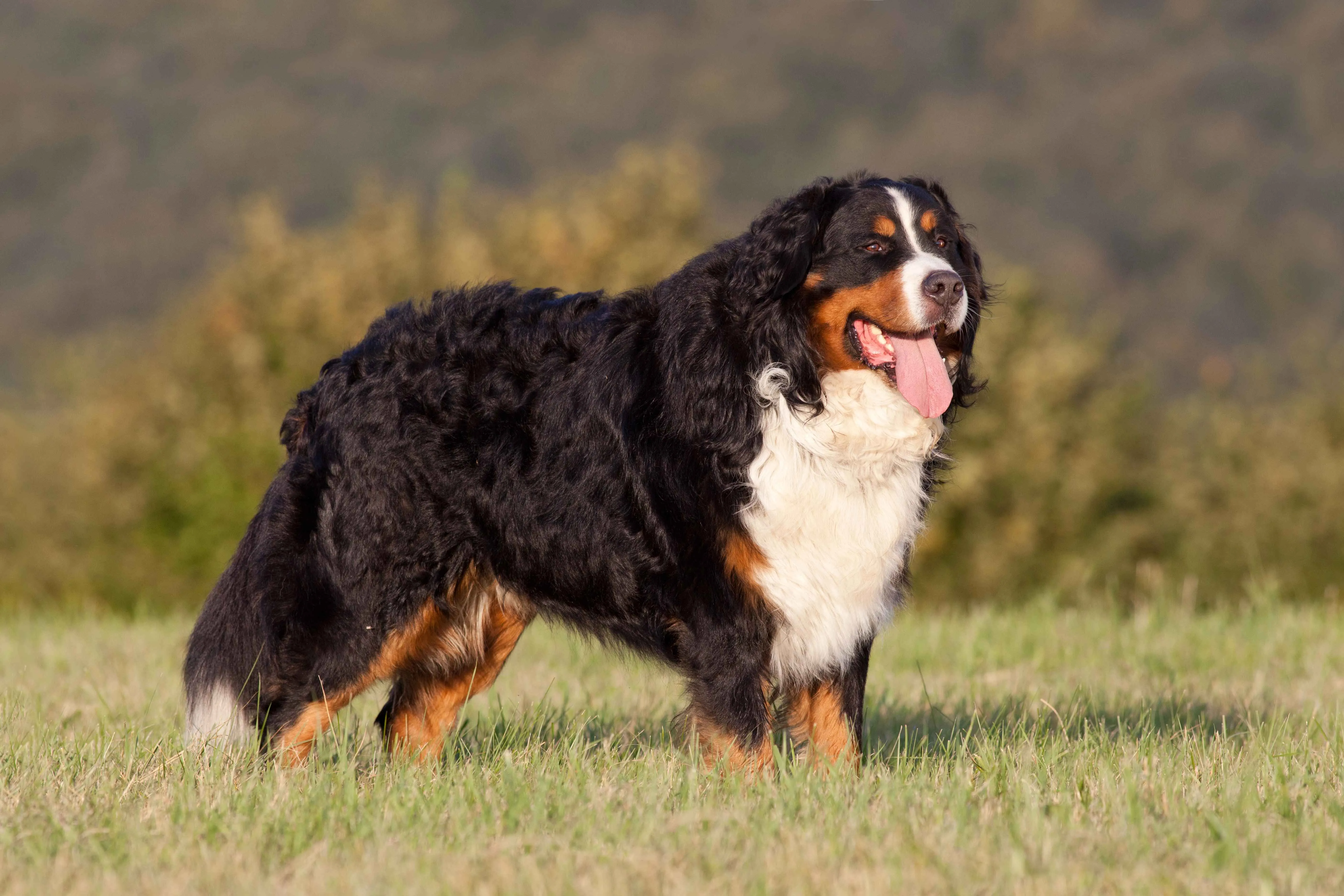 Bernese Mountain Dog stands on green grass looking right its tongue out and trees behind it
