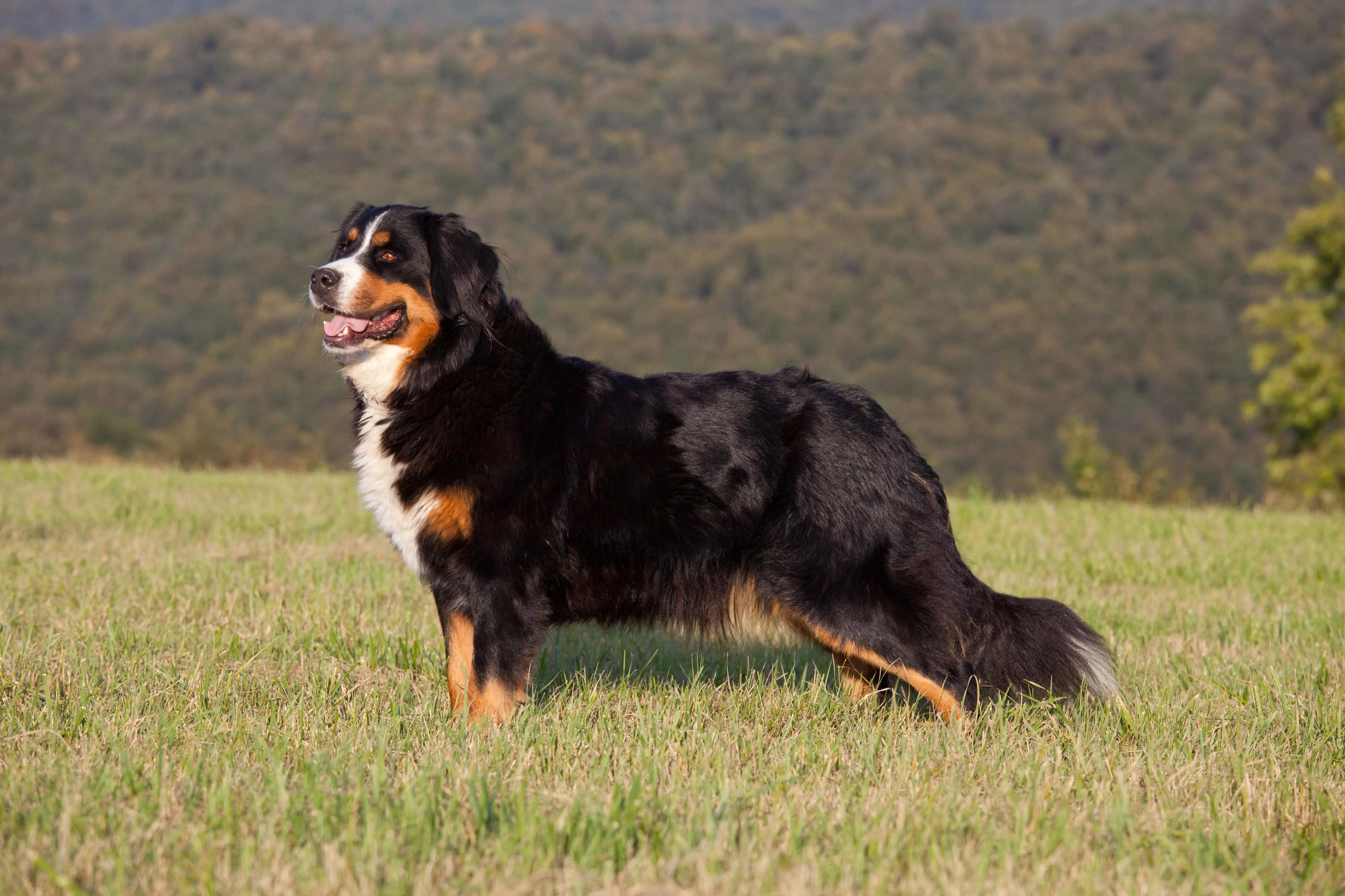 Bernese Mountain Dog stands on green grass looking right a mountain in the background