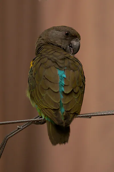 A Poicephalus parrot with dark green and blue feathers perches on a wire looking over its back