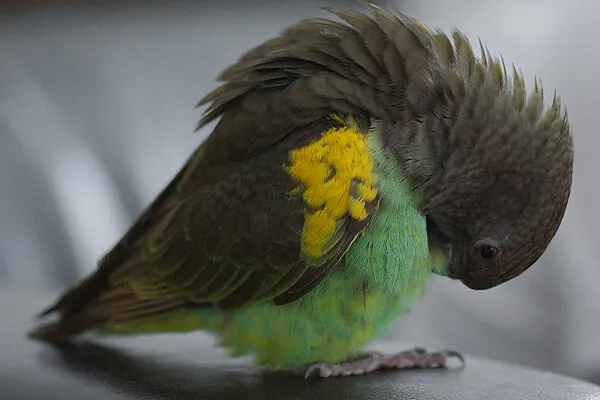 A Poicephalus parrot with ruffled grey head and yellow underwing patch preens its green chest