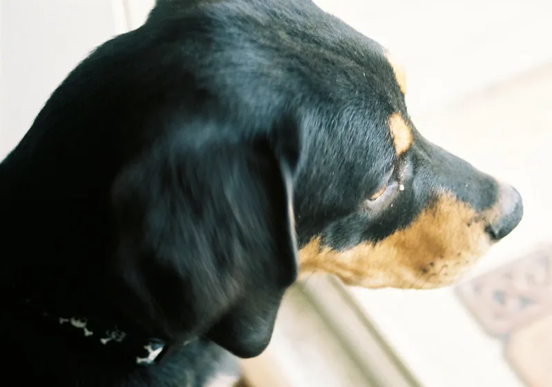 A close up of a black and tan hound type dogs head in profile looking towards a bright window