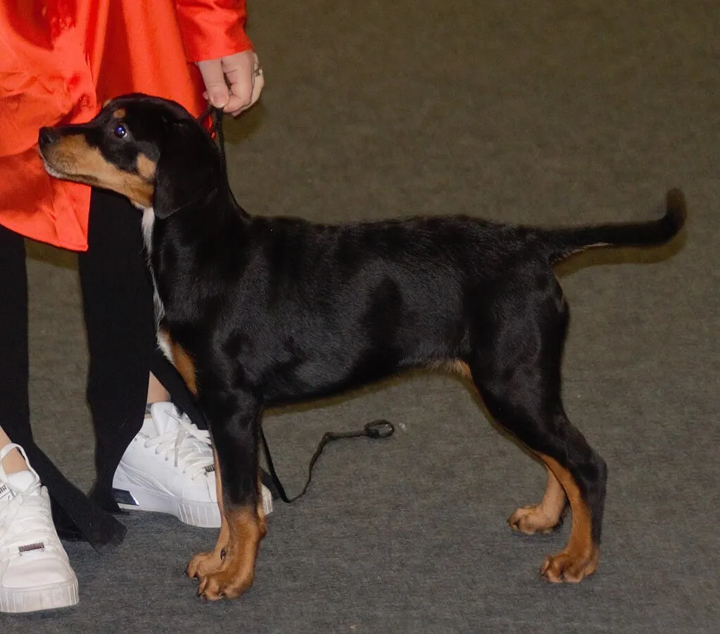 A young black and tan hound puppy with a white chest stands on a gray surface near peoples legs