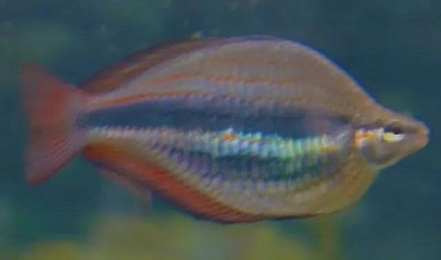 Colorful Banded Rainbowfish displaying vivid red and blue stripes underwater