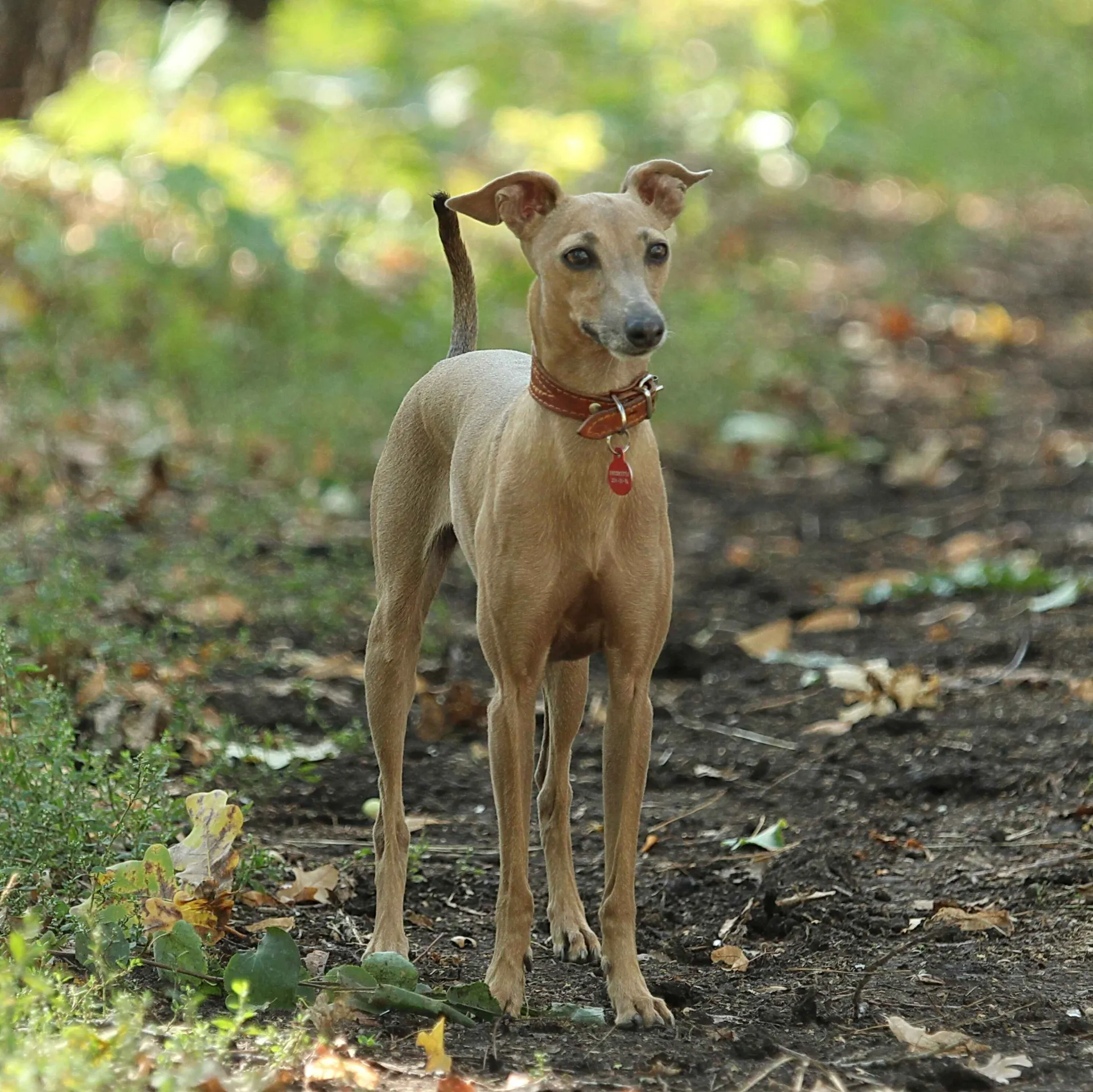 Slender tan Italian Greyhound with a red collar stands on a dirt path outdoors