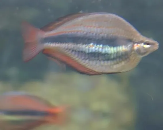 Banded Rainbowfish showing bright blue and red stripes swimming underwater