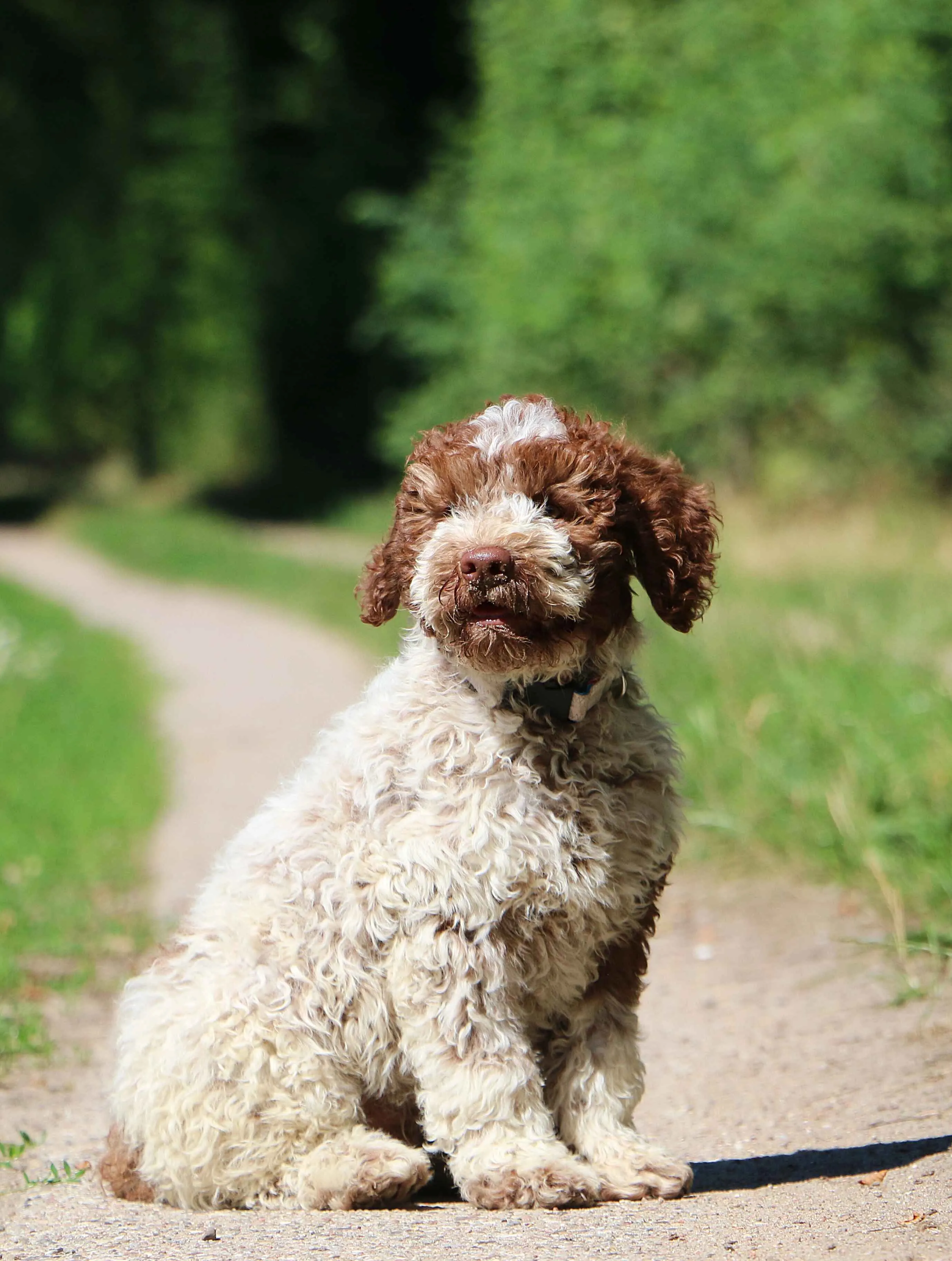 A fluffy brown and white Lagotto Romagnolo puppy sits on a dirt path looking forward