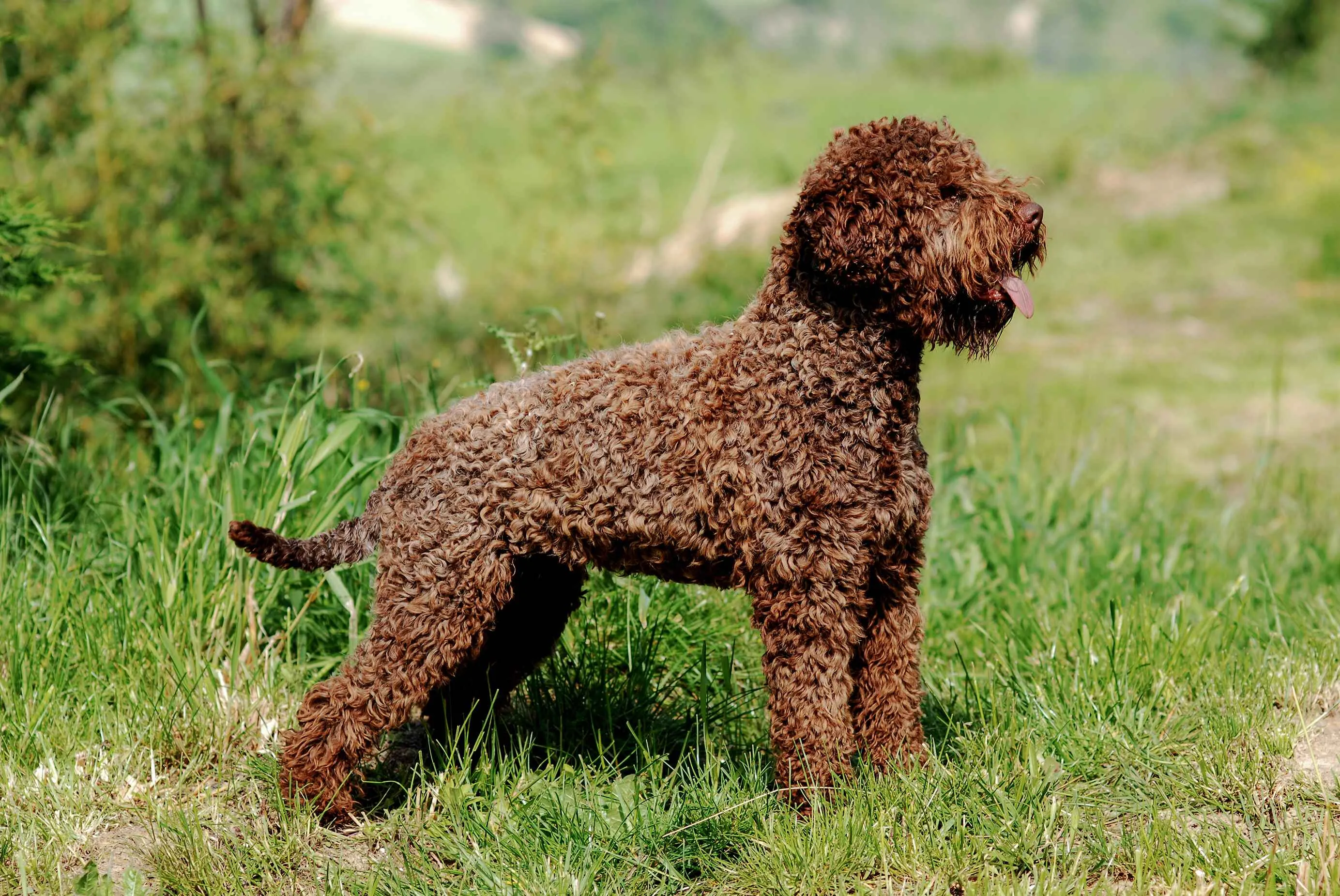 A brown curly haired Lagotto Romagnolo dog stands in profile on green grass outdoors