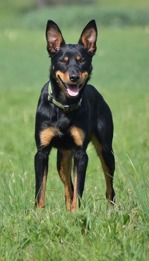 A black and tan Working Kelpie with erect ears and a green collar stands happily