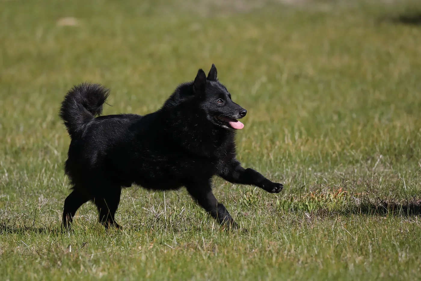 black Croatian Sheepdog with a curled tail runs across a field of grass with its tongue slightly out
