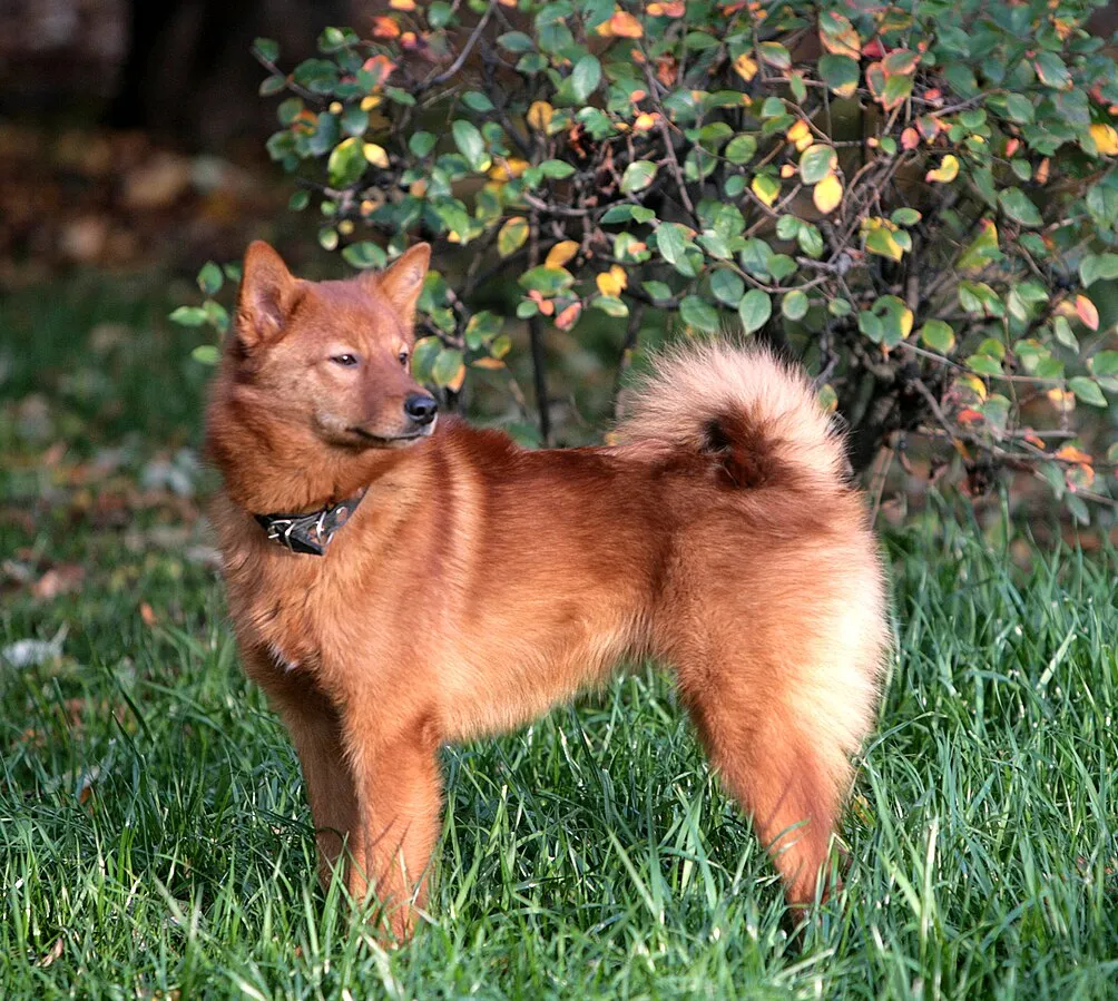 A reddish gold Finnish Spitz dog stands alert in green grass with a blurred foliage background