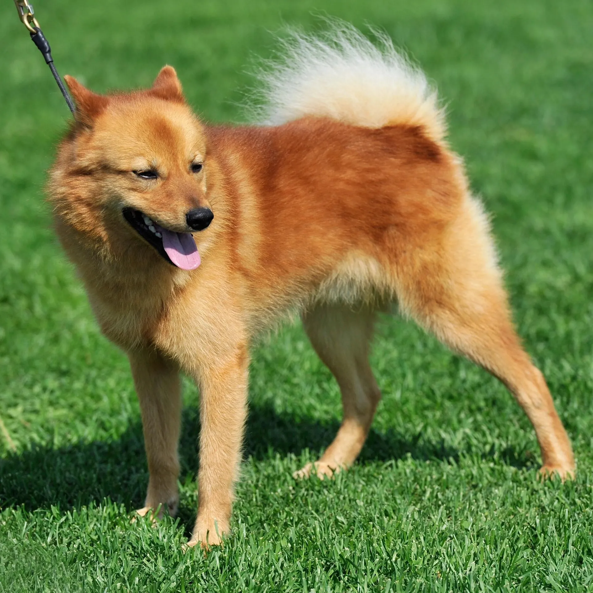 Orange Finnish Spitz with a fluffy white tail on a leash stands on green grass