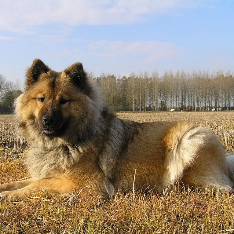 Fluffy tan and gray Eurasier dog lies on dry grass in a field