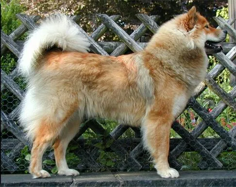 Fluffy tan and white Eurasier with erect ears stands in profile by a wooden fence