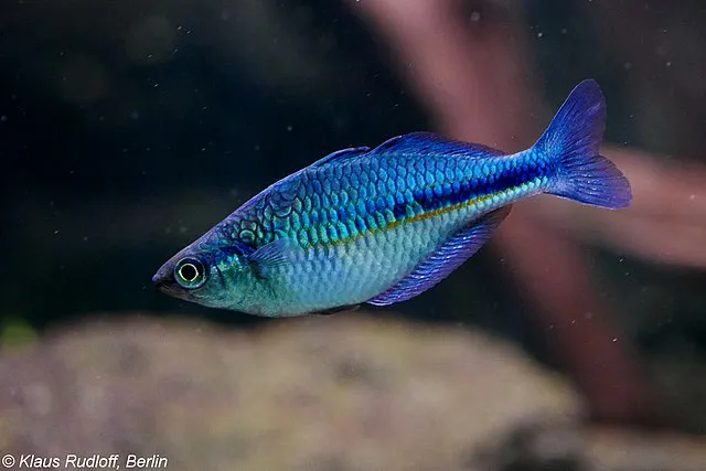 Brilliant blue Lake Kutubu Rainbowfish swimming in a freshwater aquarium tank