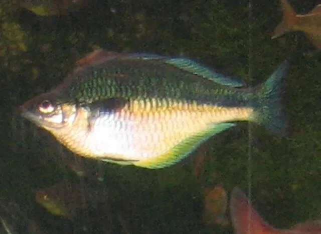 Colorful Lake Kutubu Rainbowfish showing green and yellow scales in aquarium light