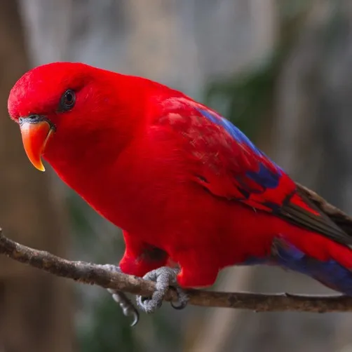 A vivid red Lory with subtle blue markings on its wings perches on a branch facing left