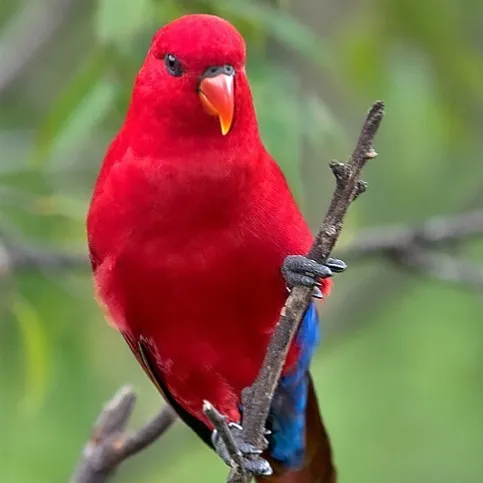 A bright red Lory with a hint of blue on its underside faces forward perched on a thin branch