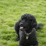 Black curly haired Portuguese Water Dog lies panting on a green grassy field