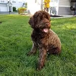 Brown curly haired Portuguese Water Dog sits on green grass outdoors