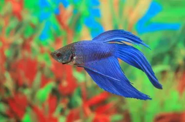 Vibrant blue Betta fish swimming in a colorful planted aquarium