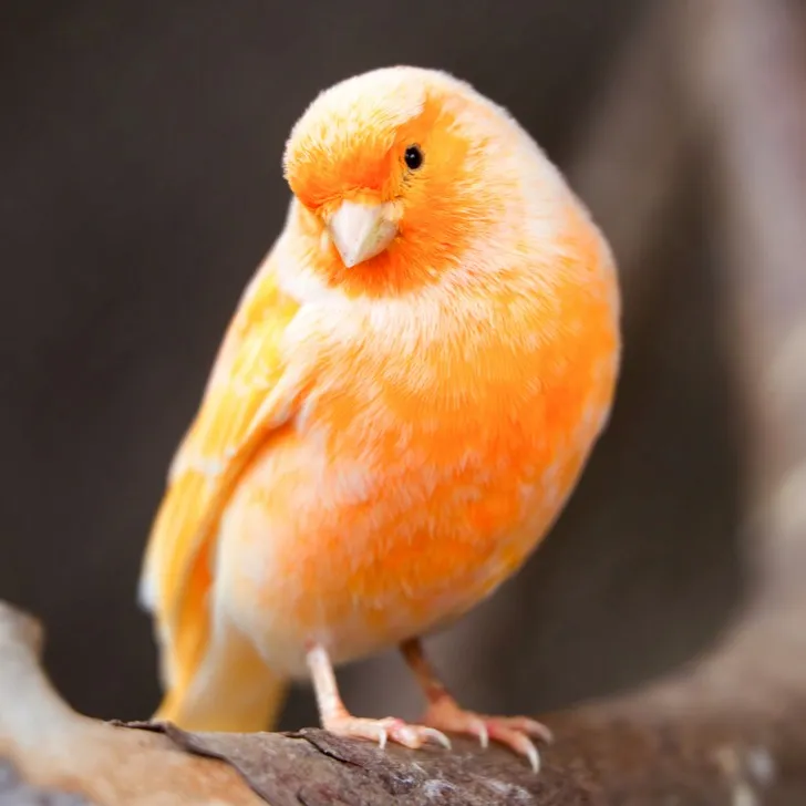 A vibrant orange canary with a light beak and feet perches on a brown branch looking left