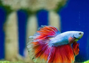 Colorful Betta fish with blue and red fins swimming in an aquarium