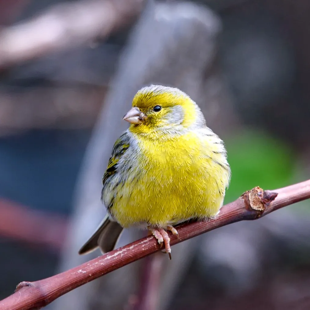 A fluffy yellow canary with light grey and black markings perches on a bare brown branch