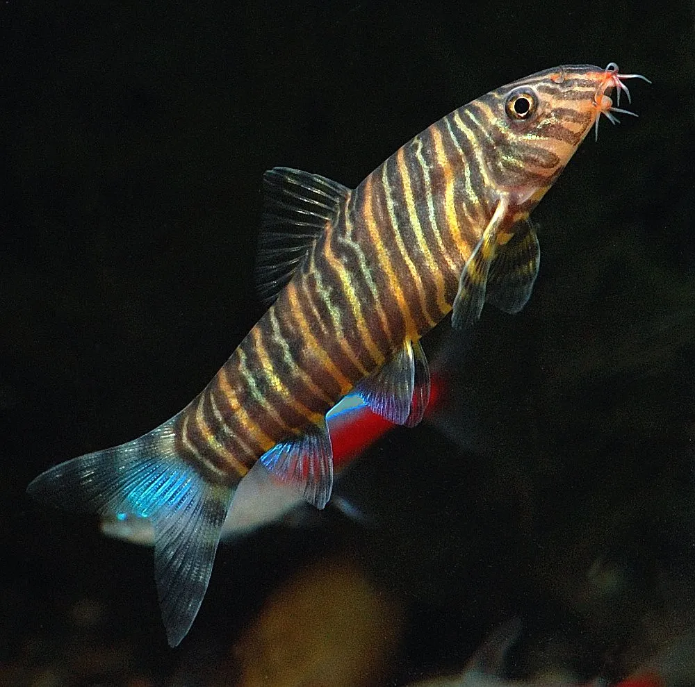 A striped zebra loach with an iridescent blue tail swims against a dark background