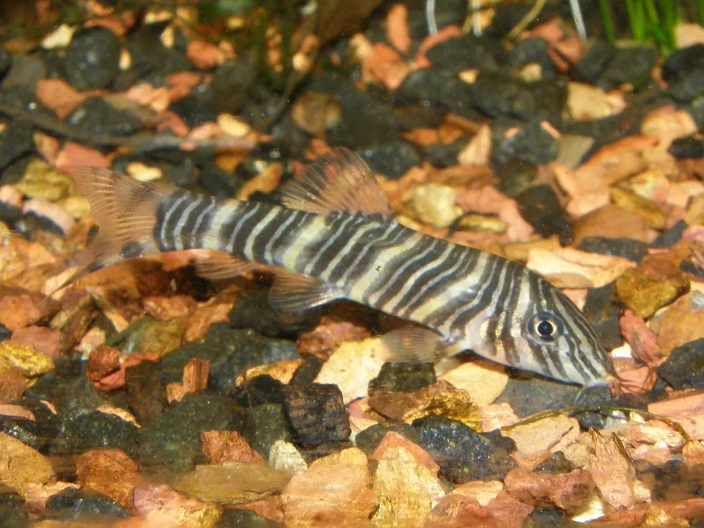 A small black and white striped zebra loach rests on a mix of brown and black aquarium gravel