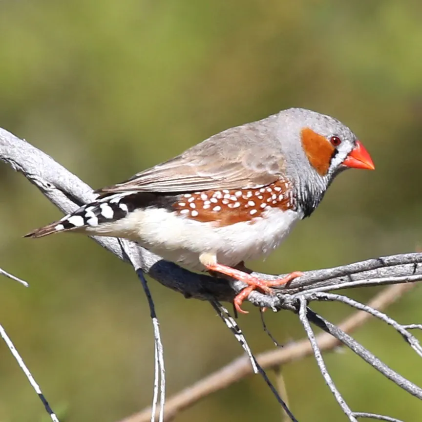 A male Zebra Finch with an orange cheek patch and speckled brown flanks perches on a bare branch