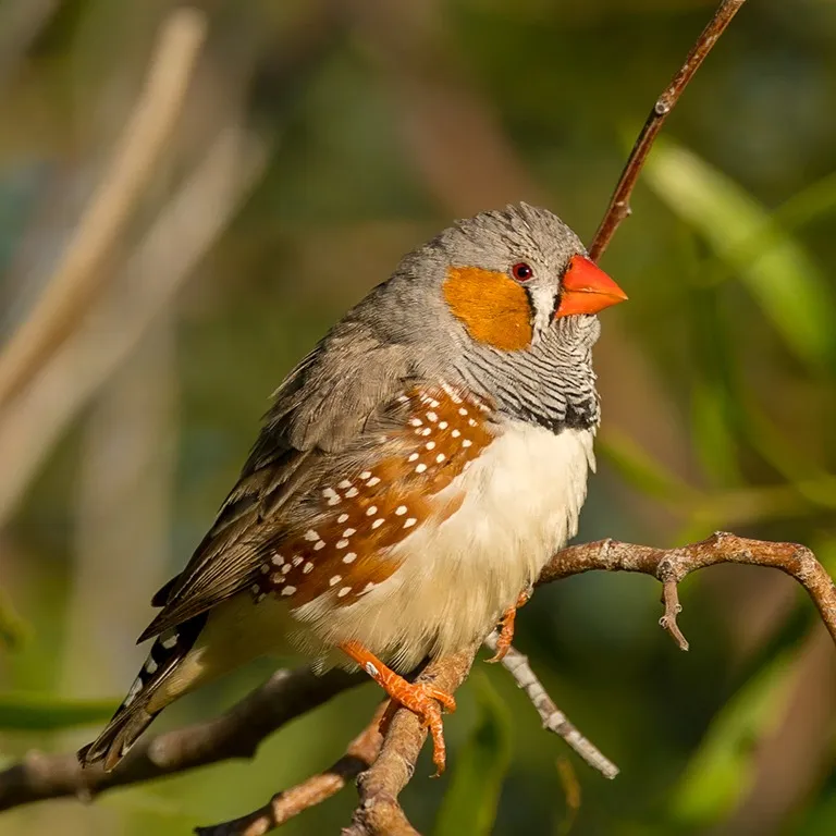A male Zebra Finch with an orange cheek patch and spotted brown flank perches on a branch