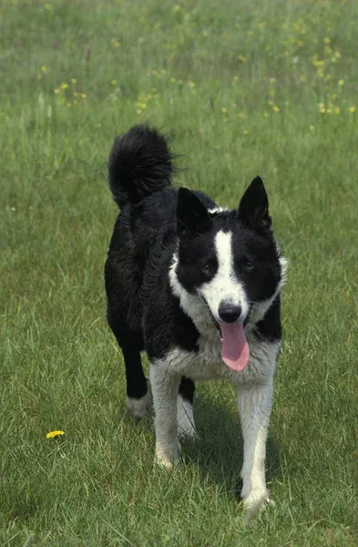 Black and white Karelian Bear Dog with tongue out walks on green grass