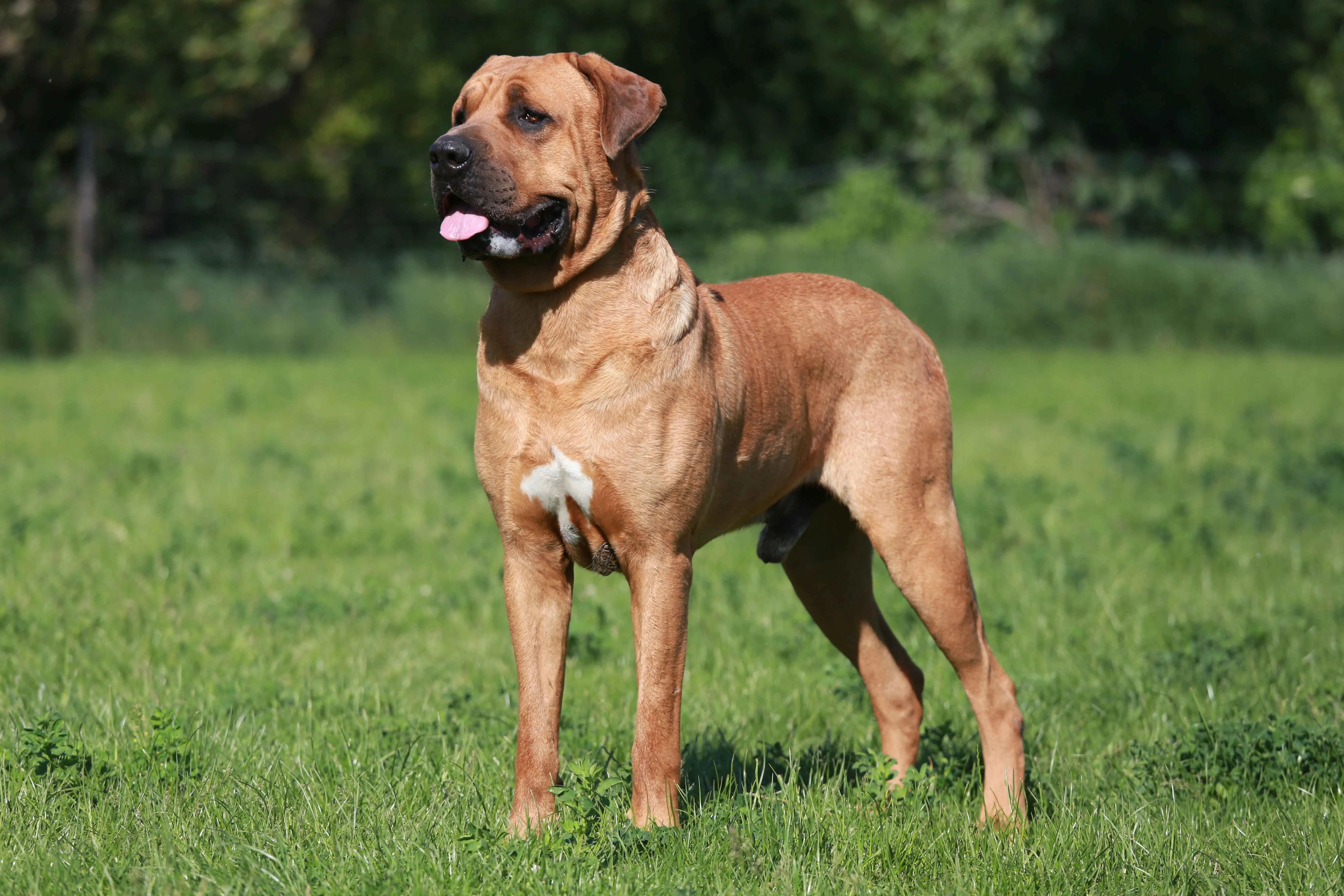 Full body shot of a tan Tosa Inu standing alert on green grass with its tongue out
