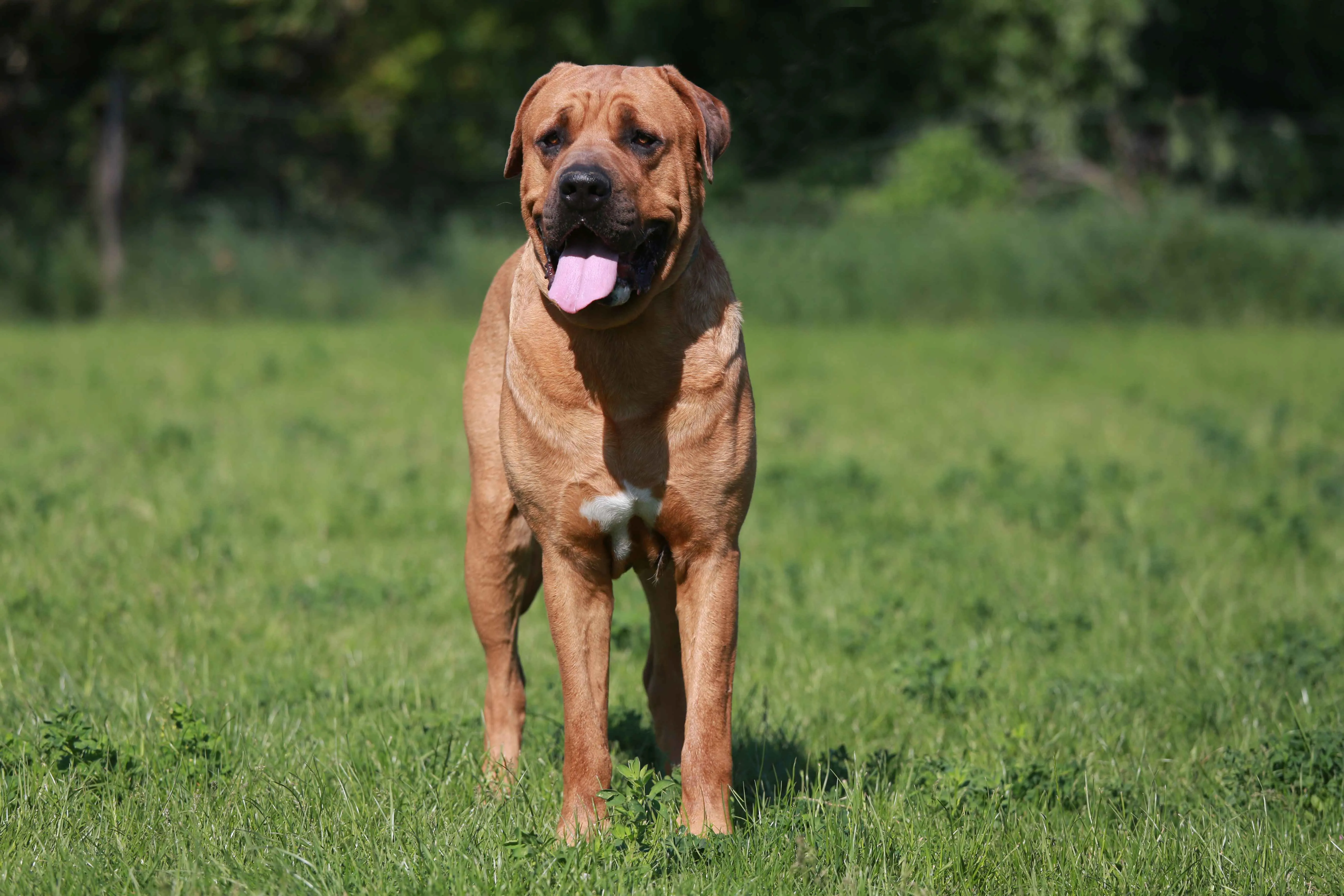 A tan Tosa Inu stands on green grass facing forward with its pink tongue out