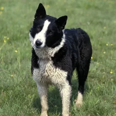 Black and white Karelian Bear Dog with erect ears standing in green grass