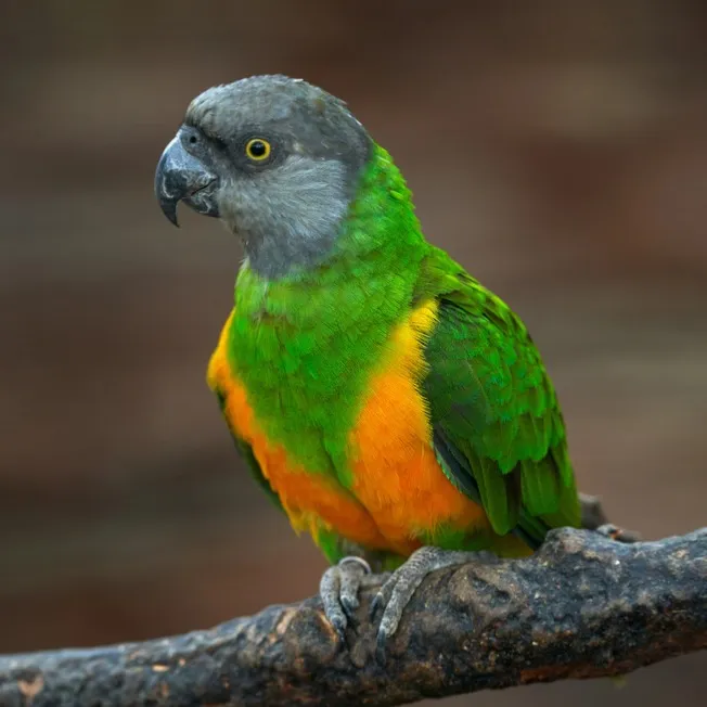 A Senegal parrot with a grey head green wings and orange belly perches on a textured branch