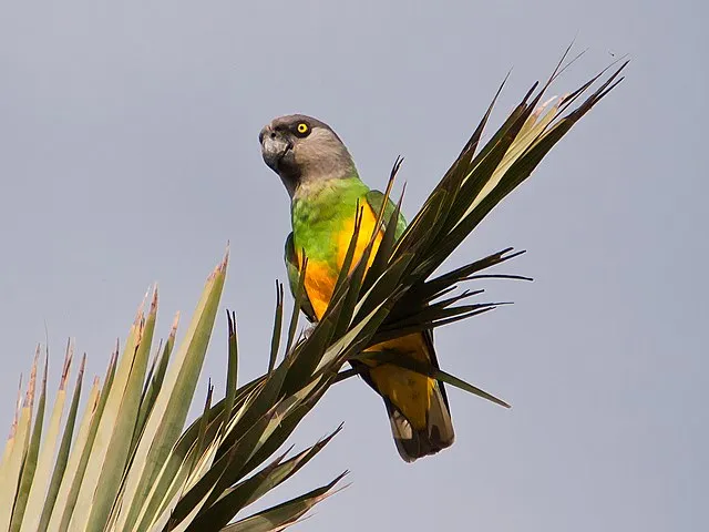 A Senegal parrot with a grey head green and yellow body perches on a spiky palm frond