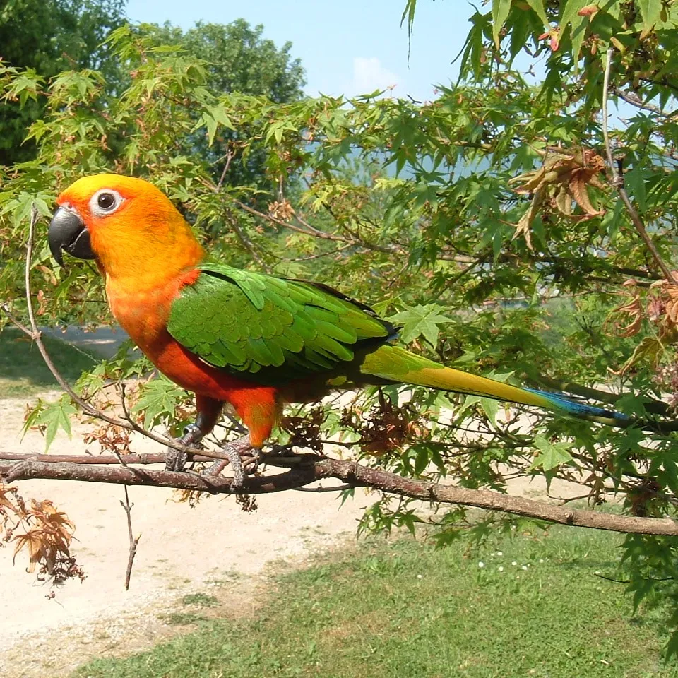 A Jenday Conure with orange and green feathers perches on a branch with green leaves
