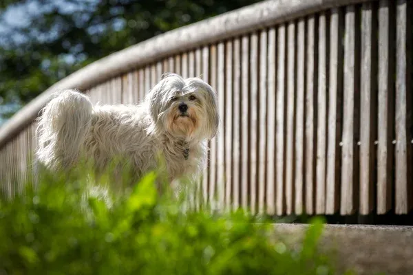 Small white fluffy Havanese dog standing near a wooden fence with green grass