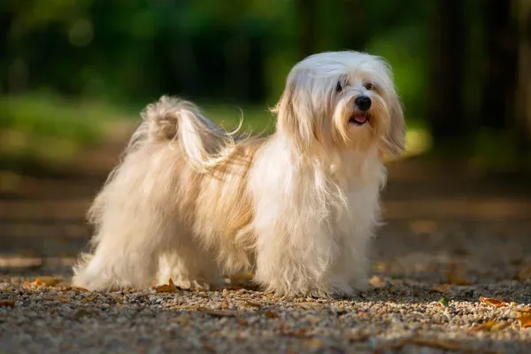 Small fluffy Havanese dog with long light brown and white hair standing on gravel