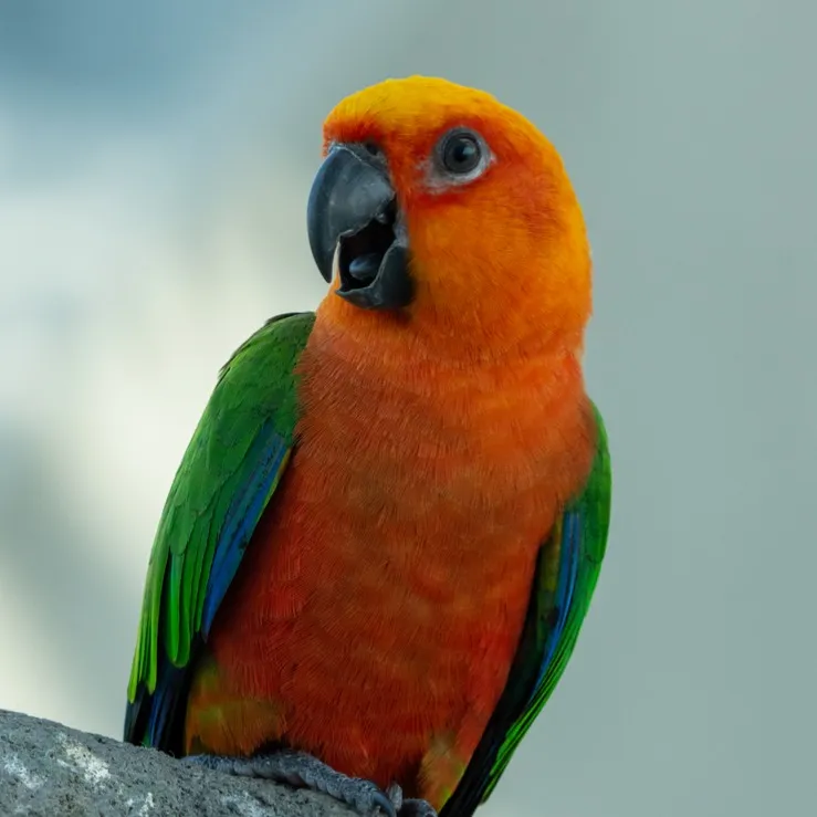 A Sun Parakeet with vibrant orange and green feathers and open beak looks left